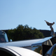 Illustration for article titled Edinburgh Concours of Elegance